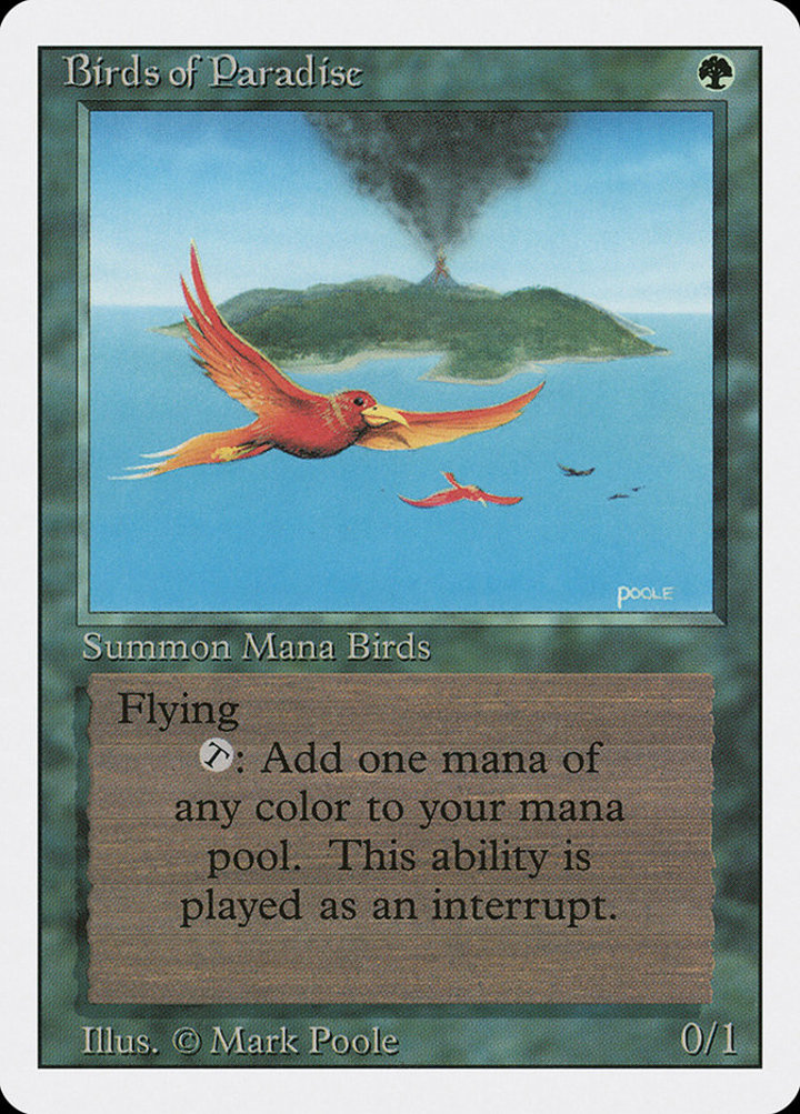 Birds of Paradise