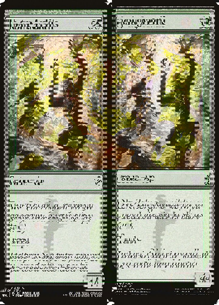 Hooting Mandrills