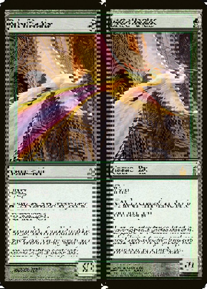 Birds of Paradise